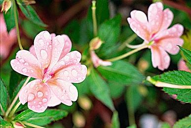 《F1车队经理》开发商Frontier裁员 冻结招聘